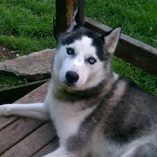 Male Blue Eyes Black And White Husky Lost Dog Ldr L3875 4 10 14 Siberian Husky Male Black Amp White Blue Brown Eyes 69th Amp Woodson Rd Raytown Mo Please Call 8 Losing A Dog Dogs Husky