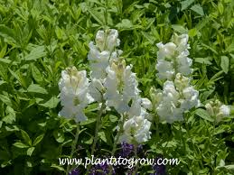Image result for Antirrhinum