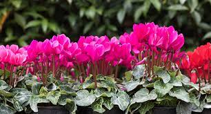 Check spelling or type a new query. Cyclamen Growing Guide Tui Prepare Plant Nourish Care