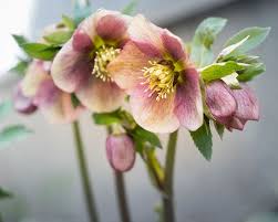 It's almost time for mums, pansies, sedum, and all of your other favorite fall flowers. How To Grow Hellebores