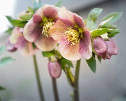 Check spelling or type a new query. How To Grow Hellebores