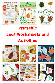 Kids love to try things out and learn how the world works, which is exactly what these kindergarten science activities give them a chance to do. Printable Leaf Worksheets And Activities