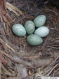 Birds That Lay Eggs On The Ground American Crow American Crow Bird Nest Bird Eggs