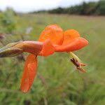 Image result for Tecomaria nyassae