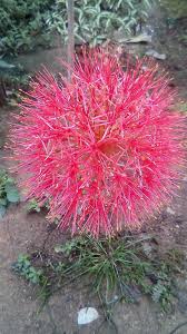 How much these flowers refreshing our souls and hearts. Beautiful And Unique Flowers Steemit