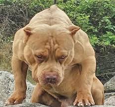 Pitbullsarea Staff Scary Dogs Dogs Pitbull Dog