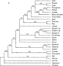 Note that monophyletic groups, or clades, are not mutually exclusive, but are nested within one another. Cytochromeb Gene Of Marine Mammals Phylogeny And Evolution Semantic Scholar