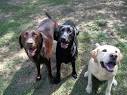 Labrador Rescuers | Dog Rescue | California