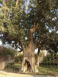 Walk In The Footsteps Of Jesus Holy Land Israel Sycamore Tree Jerusalem Israel