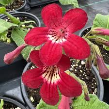 Image result for Streptocarpus kamerunensis