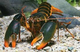 Pin By Ana Cristina Pimenta On Peixes In 2020 Crayfish Australian Native Animals Cool Fish