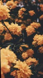 16 Cute Tumblr Wallpapers Yellow Flower Phone Wallpaper Cute Tumblr Wallpaper Spring Wallpaper