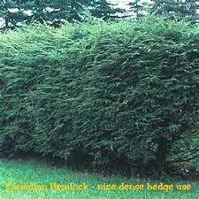 Canadian Hemlock