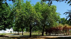 Image result for Shirakiopsis