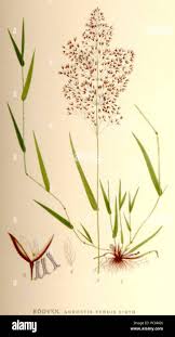 Image result for Agrostis taylorii