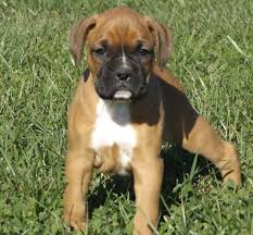 We work with breeders and businesses of all stripes here at uptown puppies, from classic purebred dogs like. Boxer Puppies For Sale Orlando Fl 208020 Petzlover