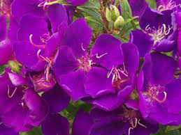 Check spelling or type a new query. Tibouchina Glory Bush Lasiandra Tibouchina Hybrid Little Beauty