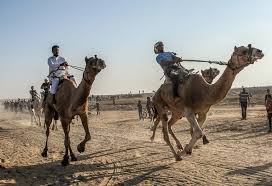 Dubai camel racing club is one of the most spectacular zones of the city and offers a unique range of entertainment for all its visitors from all age groups. Palestinians Hold Camel Race On Airport Runway In Gaza Al Bawaba