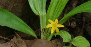 Image result for Curculigo pilosa