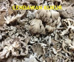 Kajian menonjolkan kecenderungan utama penglibatan. Anim Agro Technology Teknologi Tanam Cendawan Kukur Part 1