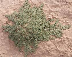 Image result for Euphorbia granulata
