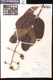 Image result for Ancylobothrys capensis