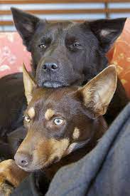 Dogs On The Couch Australian Dog Breeds Dog Breeds Australian Kelpie Dog