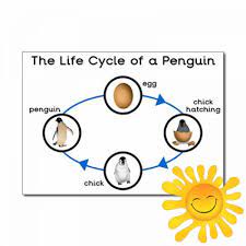 The total population is estimated to be about 200,000 breeding pairs. The Life Cycle Of A Penguin A3 Poster Primary Treasure Chest