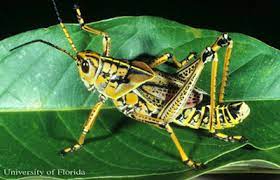 After this you probably want to put it with. Eastern Lubber Grasshoppers Gardening Solutions University Of Florida Institute Of Food And Agricultural Sciences