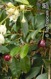 Image result for Syzygium