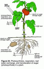 Check spelling or type a new query. Respirasi Tumbuhan Mari Belajar Ipa