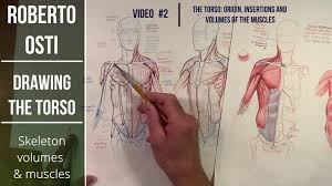 How to draw a human torso. Drawing The Torso Roberto Osti S Web Site