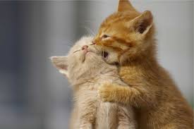 He is litter box trained, up to date dob march 15, 2019 leo is a male orange tabby young cat. Male Cats Vs Female Cats Pros And Cons Purrfectcatbreeds