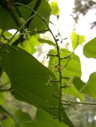 Image result for Dioscorea dregeana