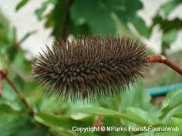 Image result for Clappertonia polyandra