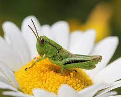Baby Grasshopper On Daisy Photograph By Doris Potter