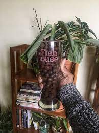 We Tried Leca Propagation With Our Houseplant Here S What Happened Black Girls With Gardens House Plants Indoor Plant Care Propagation