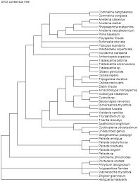 Image result for Stanfieldiella imperforata