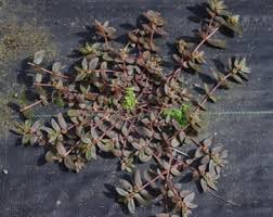 Image result for Euphorbia hirta