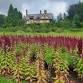 Hort Trip: Naumkeag and Ashintully Gardens — event image