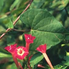 Image result for Ipomoea vernalis