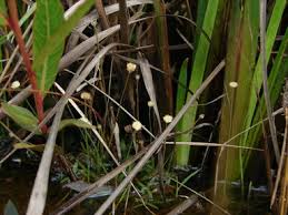 Image result for Lipocarpha nana