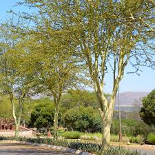 Image result for Acacia xanthophloea