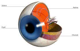 The Function of the Sclera in a Human Eye