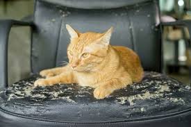 Maybe you would like to learn more about one of these? How To Keep Cats From Scratching Furniture The Daily Cat