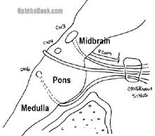 The brainstem (brainstem) is located below the brain, between the the brain stem is composed of the medulla oblongata, pontine, and midbrain from bottom to top. Where Do The Cranial Nerve Nuclei Sit In The Brain Timroot Com