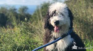 A week d.oes not go by without us getting an email from someone who has a puppy from us to express kind words, share a picture, or inquire. Bernedoodle Goldendoodle And Sheepadoodle Puppies In Virginia And Washington Dc By Deb S Doodles