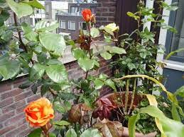 Roses In Pot On A Roof Terrace Plants Roof Terrace Roofing