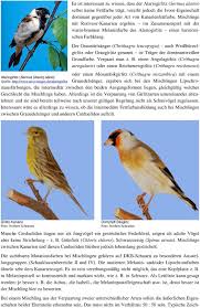 Der schwarzköpfige kanarienvogel ist eine art von finken, die in lesotho, namibia und südafrika vorkommen. Cardueliden Und Deren Mischlinge Pdf Free Download