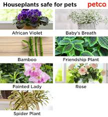 Get a list of the plants that are safe for cats. Pet Friendly And Not So Friendly Plants